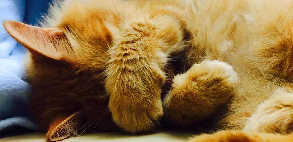 Pourquoi les chats se couvrent-ils les yeux lorsqu'ils dorment ? - img