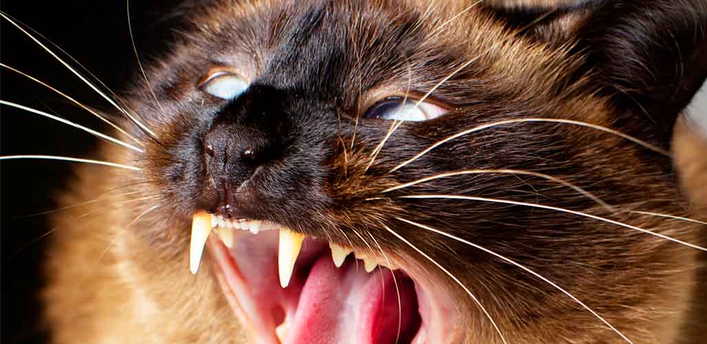 Pourquoi les chats siamois sont-ils méchants ? - img