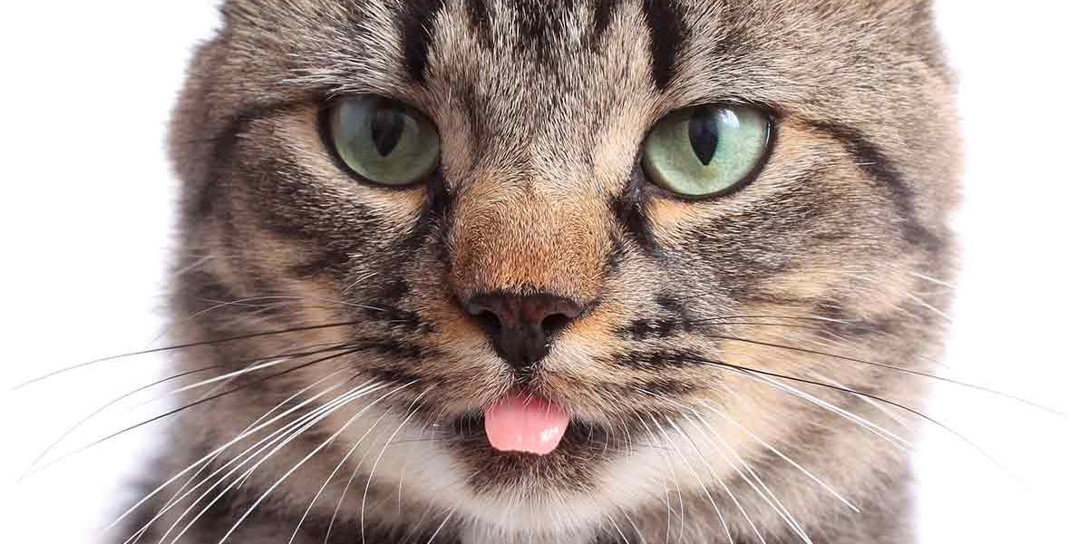 Pourquoi les chats tirent-ils la langue ? - img