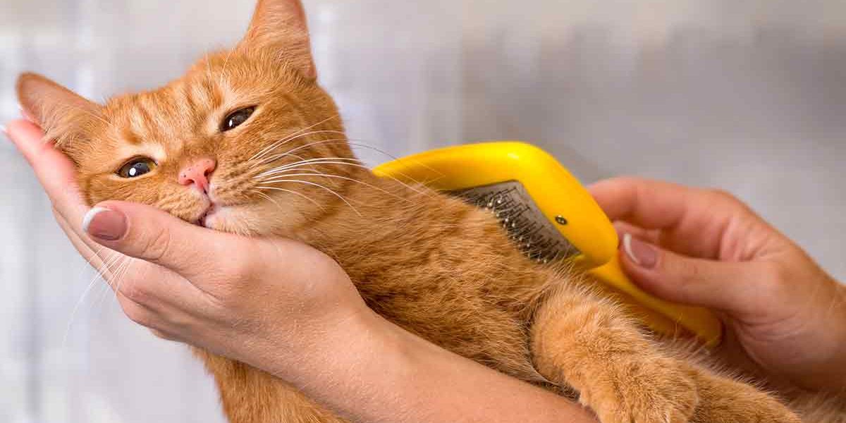 Pourquoi mon chat a-t-il des pellicules - et que peut-on faire pour y remédier ? - img