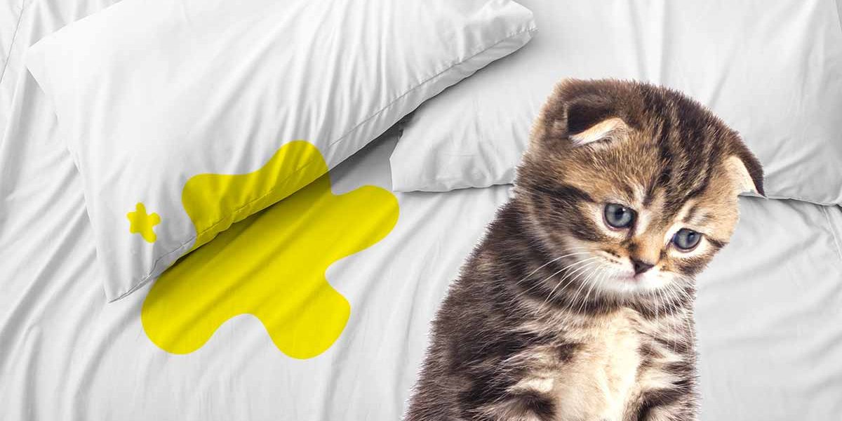 Pourquoi mon chat fait-il pipi sur les couvertures de lit ? - img