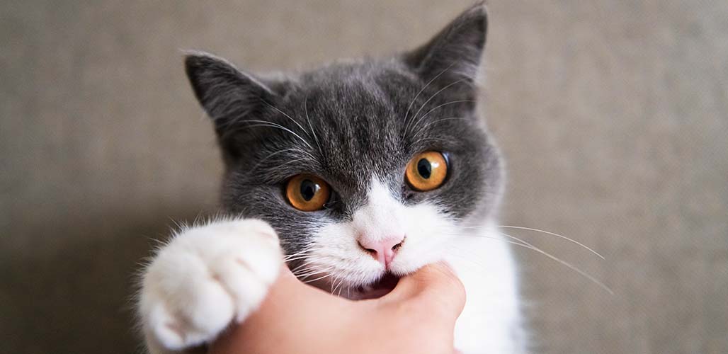 Pourquoi mon chat me mord doucement en ronronnant ? - img