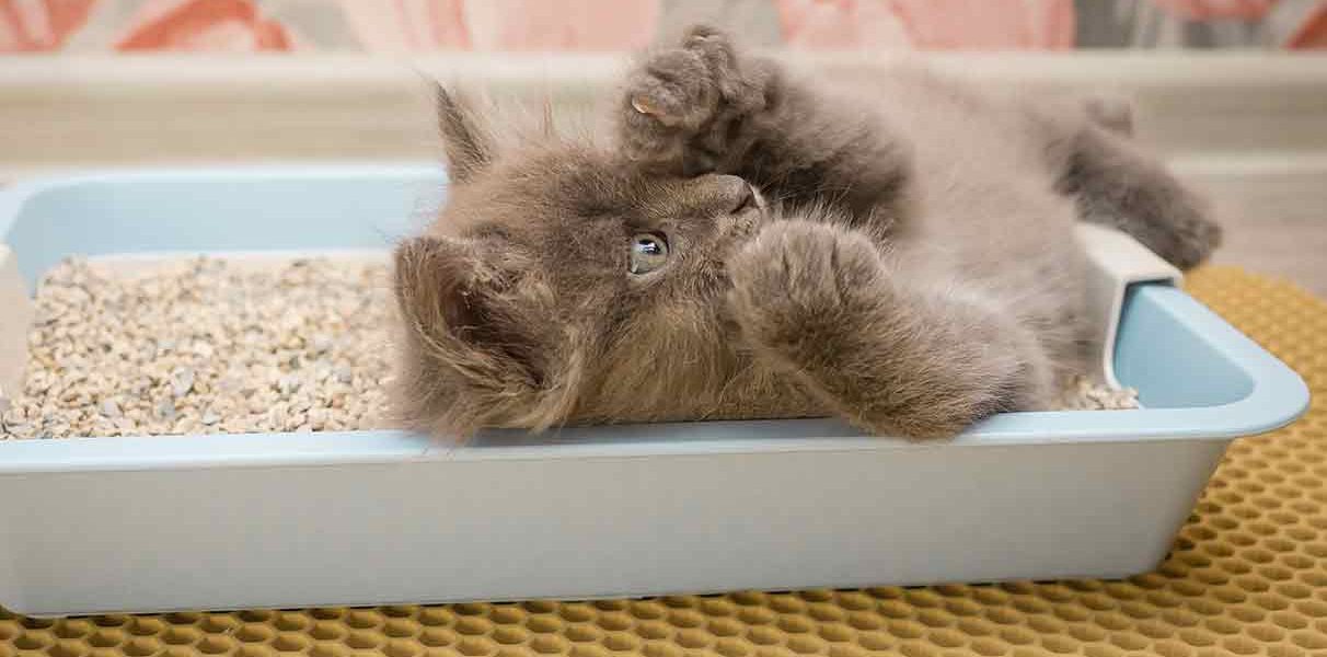 Pourquoi mon chat n'utilise-t-il pas son bac à litière ? Causes et solutions - img
