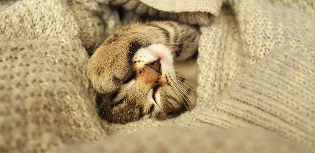 Pourquoi mon chat se couvre-t-il le visage lorsqu'il dort ? - img