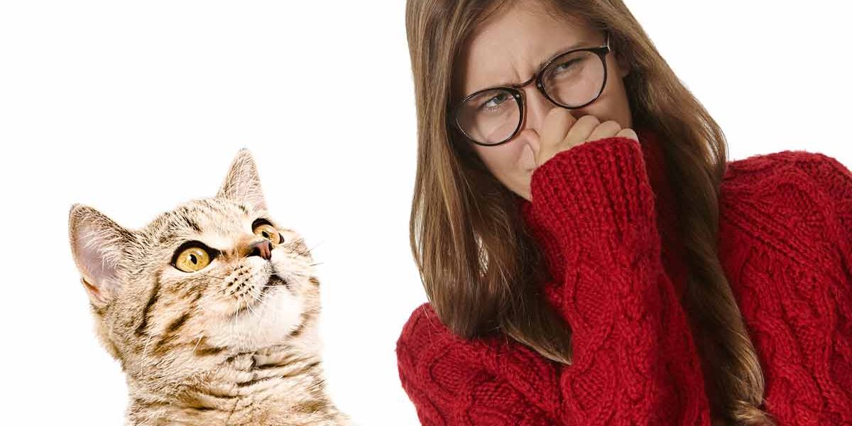 Pourquoi mon chat sent-il mauvais : Que faire si votre chat sent mauvais ? - img