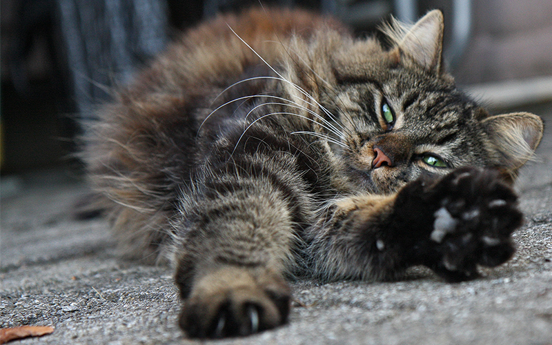 Pourquoi mon chat s'étire-t-il lorsqu'il me voit ? - img