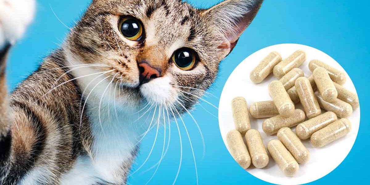 Probiotiques pour chats - img