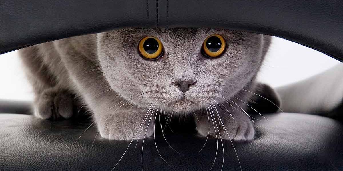Prozac For Cats - Votre chat en ressentirait-il les bienfaits ? - img