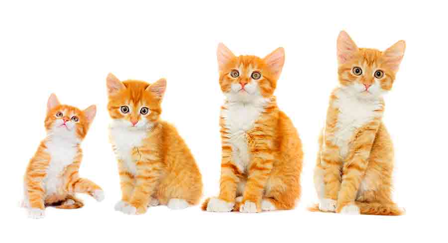 Quand les chats cessent-ils de grandir ? Guide complet de la croissance du chaton - img