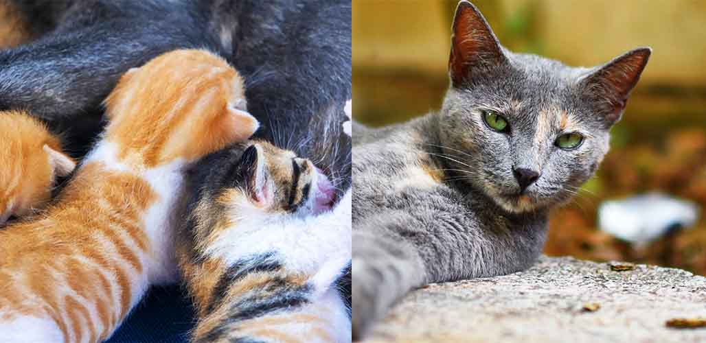 Quand ma chatte peut-elle sortir après avoir mis bas ? - img