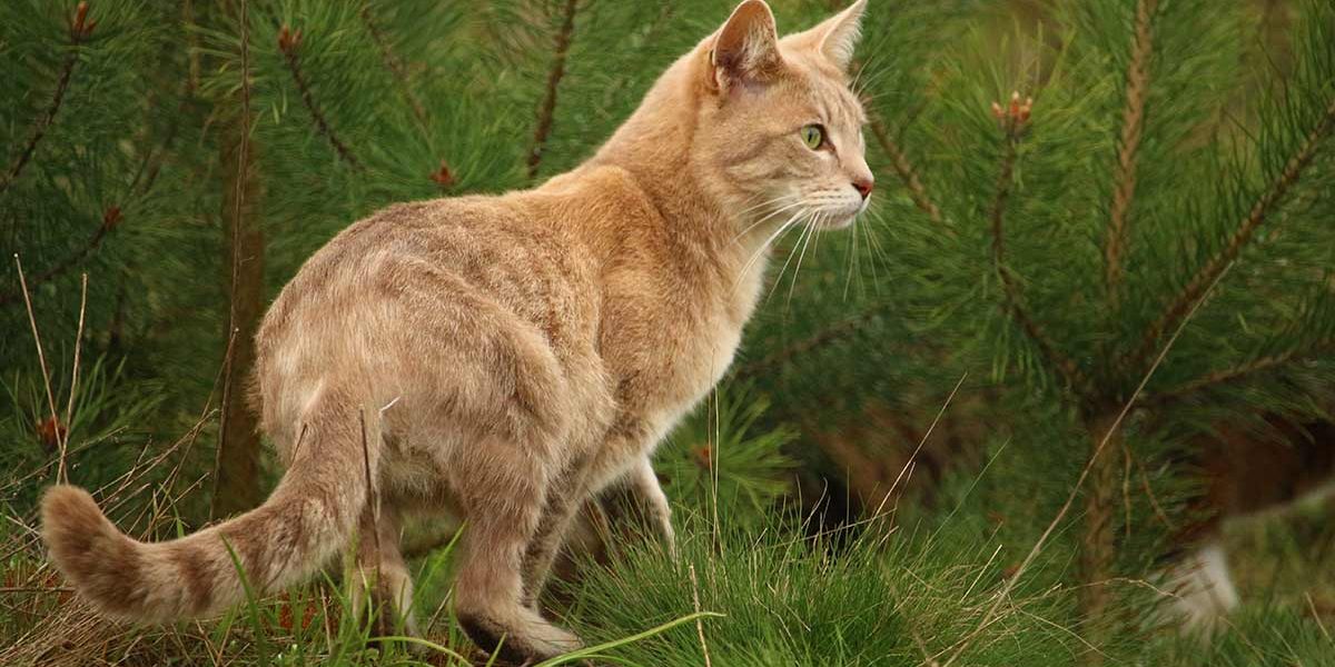 Que donner à un chat errant ? - img
