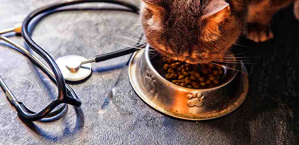 Que donner à un chat malade qui ne veut pas manger ? - img