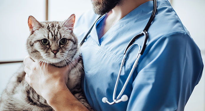 Que faire avant de stériliser votre chat ? - img