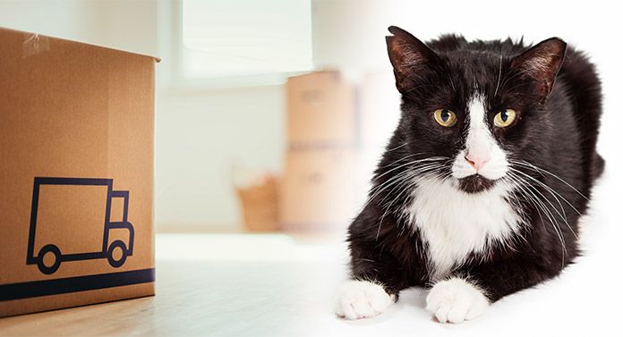 Que faire des chats sauvages lors d'un déménagement ? - img