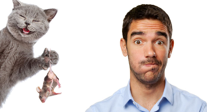 Que faire lorsque votre chat attrape une souris ? - img