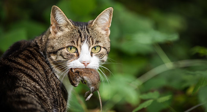 Que mangent les chats dans la nature ? - img