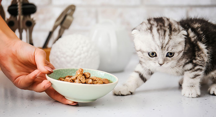 Que mangent les chats foldes écossais ? - img