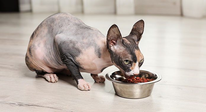 Que mangent les chats Sphynx ? - img