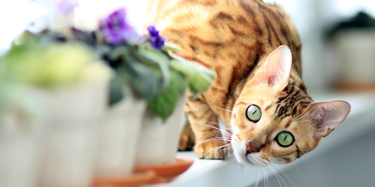 Que se passe-t-il lorsqu'une chatte est en chaleur ? - img