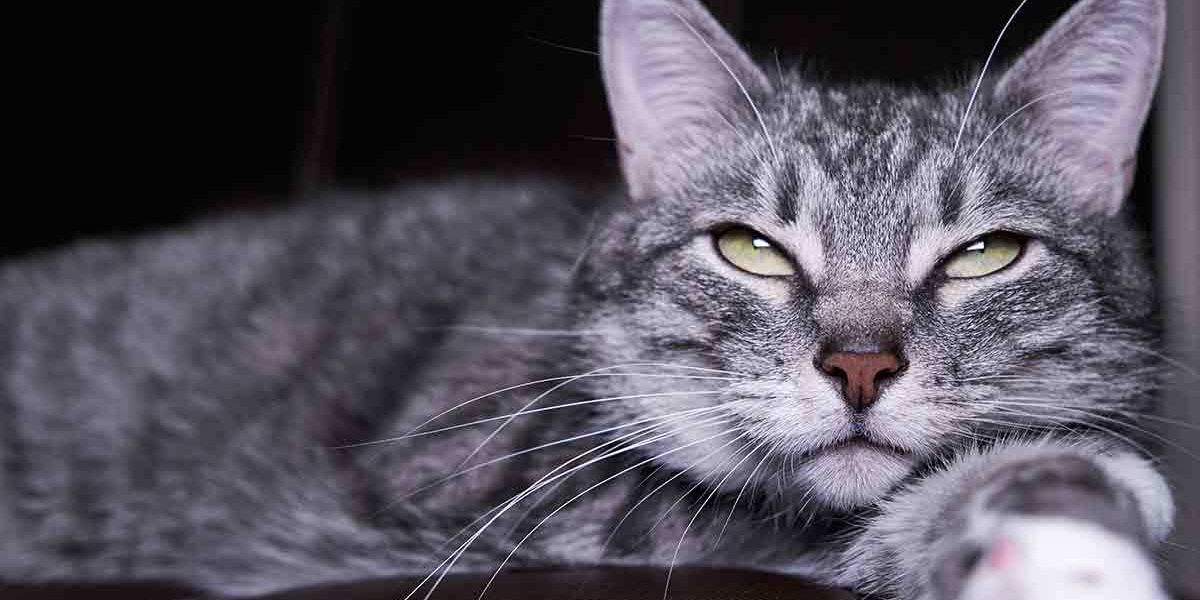 Que signifie l'abaissement des moustaches d'un chat ? - img