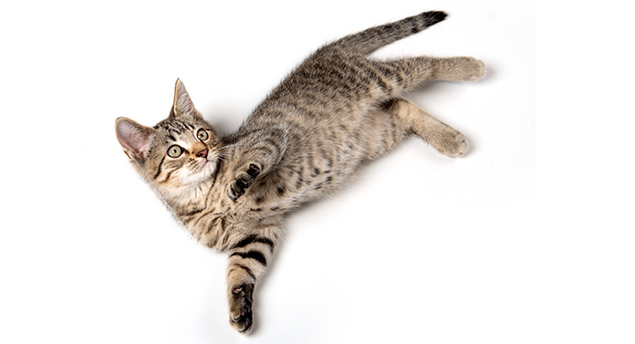 Que signifie le fait qu'un chat se retourne ? - img