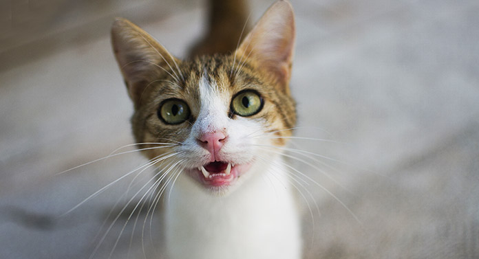 Que signifie le trille d'un chat ? - img