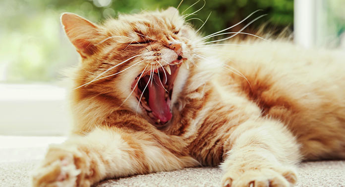 Que signifie un bâillement de chat ? - img