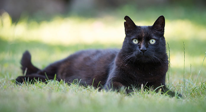 Que signifie une oreille échancrée chez un chat ? - img