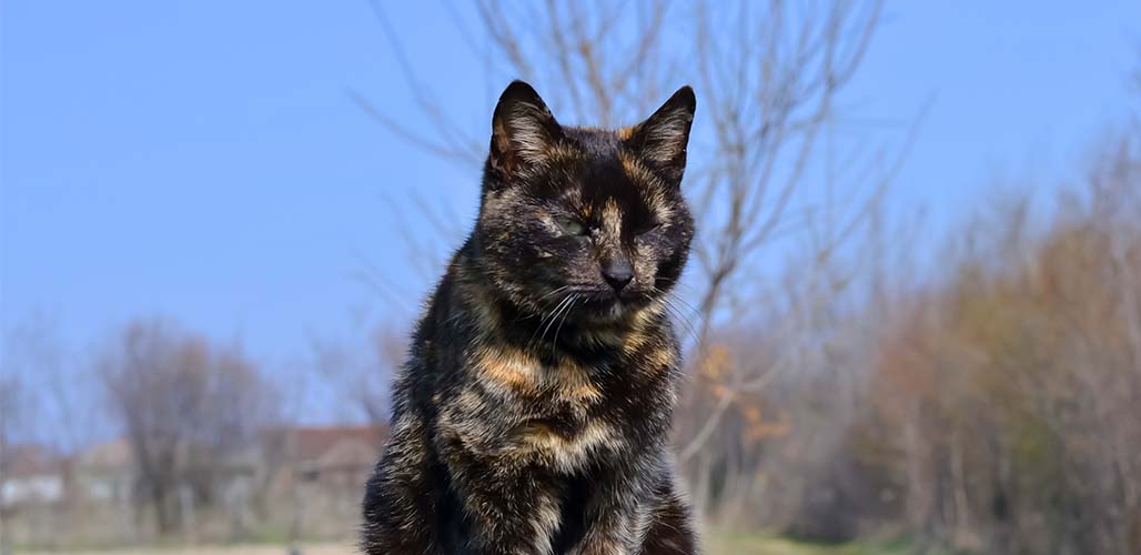 Quelle est la durée de vie des chats à écailles de tortue ? - img