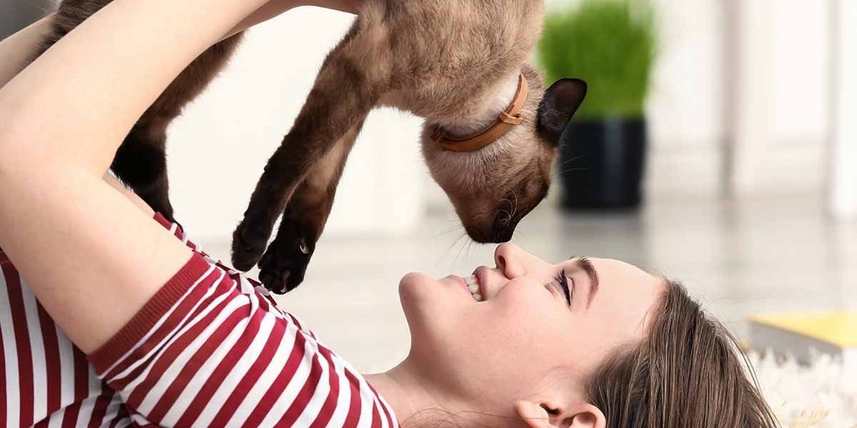Quelle est la race de mon chat ? Un guide pour identifier la race de votre chat - img