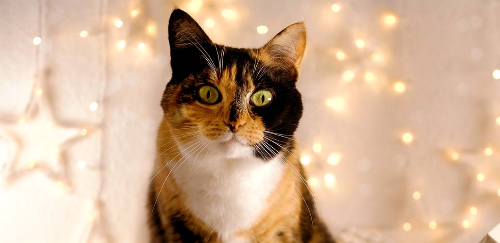 Quelle est la taille des chats à écailles de tortue ? - img