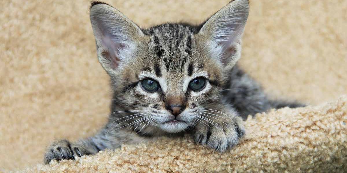 Quelle est la taille des chats de Savannah ? - img