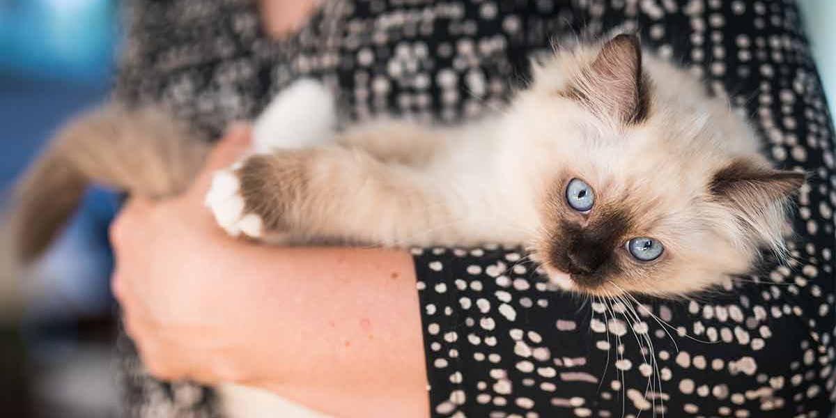Quelle est la taille des chats Ragdoll - Guide des tailles et courbe de croissance - img