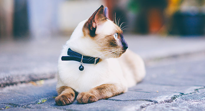 Quelle est la taille du collier pour chat dont j'ai besoin ? - img