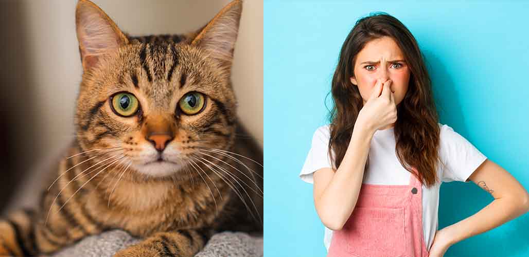 Quelle est l'odeur du spray pour chat ? - img