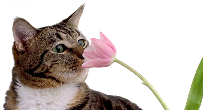 Quelles sont les odeurs que les chats aiment ? - img
