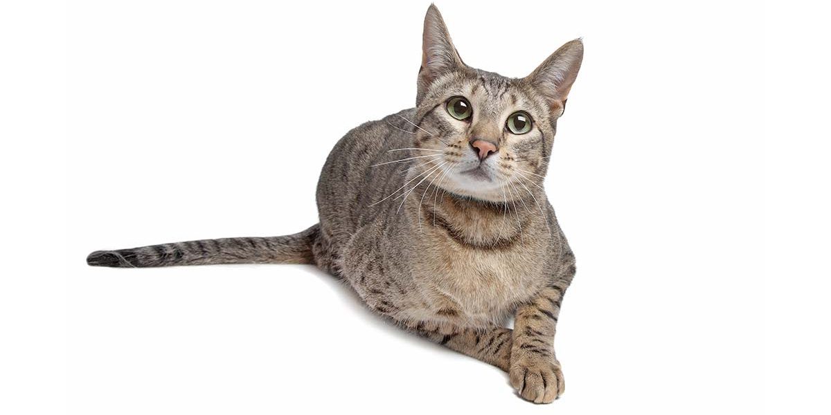 Qu'est-ce qu'un chat de Savannah ? - img