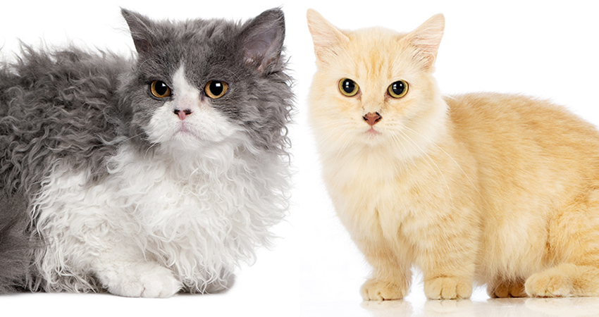 Qu'est-ce qu'un chat Lambkin ? - img