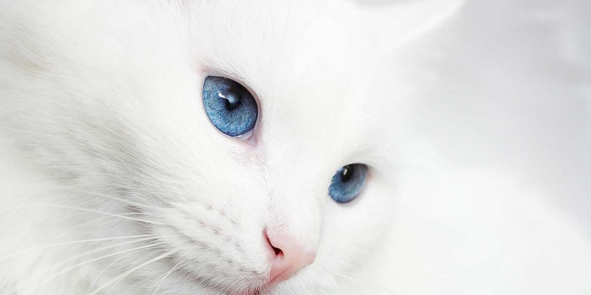 Races de chats blancs - Les races de chats blancs les plus populaires et leurs soins - img