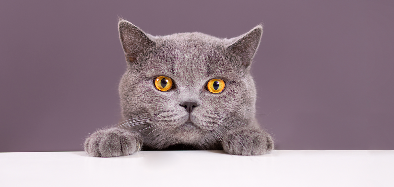 Races de chats gris - 15 chats bleus dont vous tomberez amoureux - img