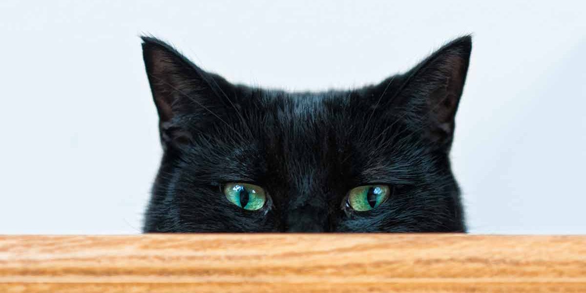 Races de chats noirs - Quelles sont les meilleures races d'animaux de compagnie ? - img
