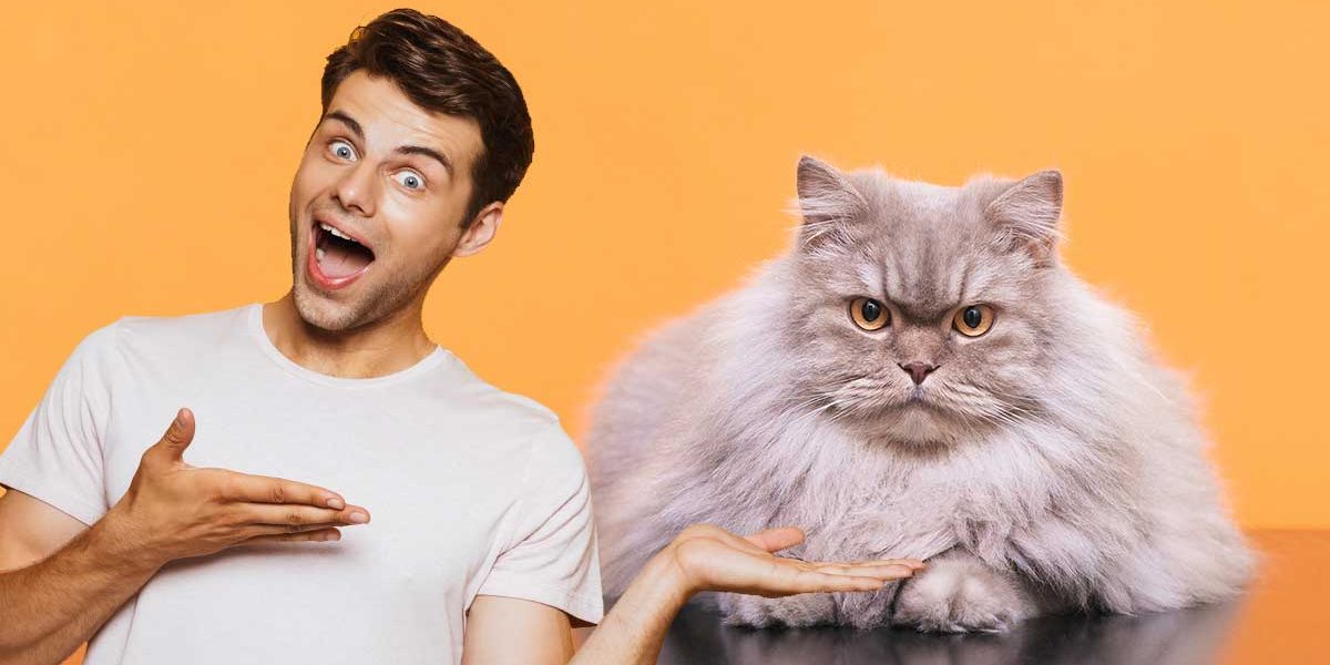 Races de chats pelucheux - Découvrez les chats les plus pelucheux du monde ! - img