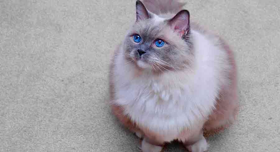 Ragdoll à maille bleue - img