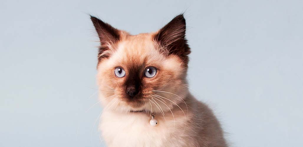 Ragdoll chocolaté - img