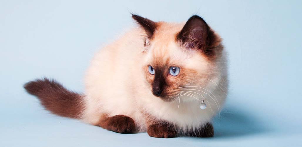 Ragdoll Chocolate Point - img