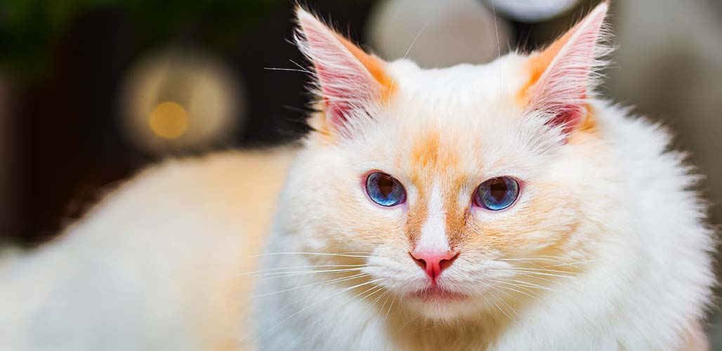 Ragdoll flamme Couleur, race, caractéristiques et soins - img