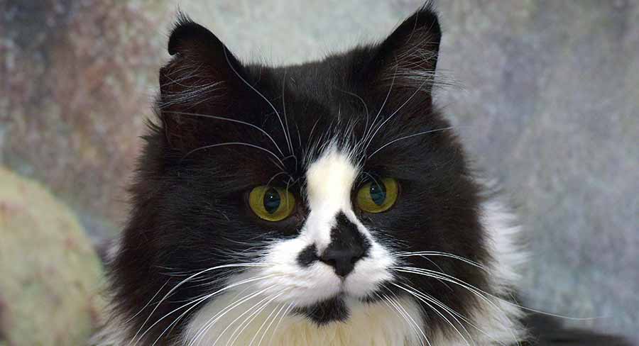 Ragdoll noir et blanc - img