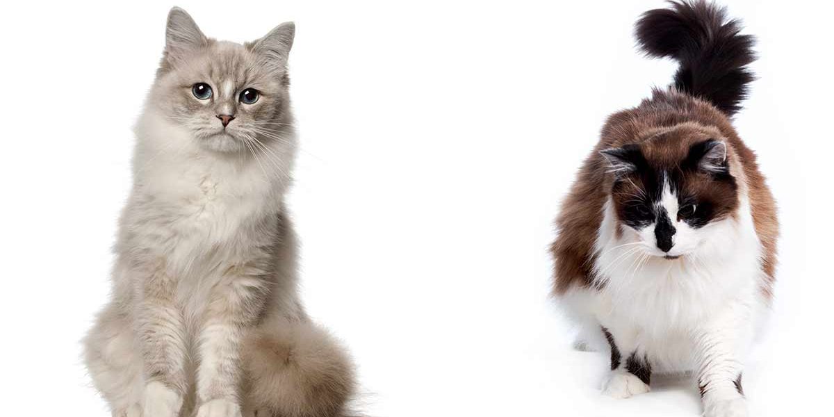 Ragdoll vs Ragamuffin - Comment repérer les différences ! - img