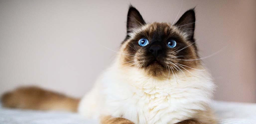 Seal Point Ragdoll Race de chat Traits et soins - img