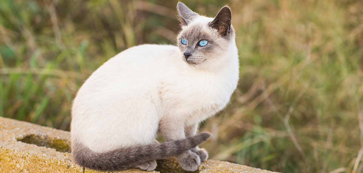 Siamois Blue Point - Un guide complet sur cette couleur unique - img